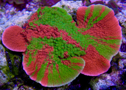 WWC Grafted Green & Orange Montipora - Reef Gardener