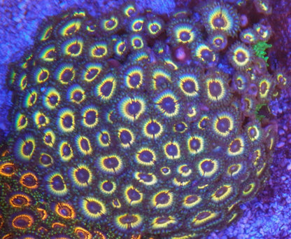 Sonic Flare Vamp Zoanthids Coral Reef Fish Tank Aquarium - Reef Gardener