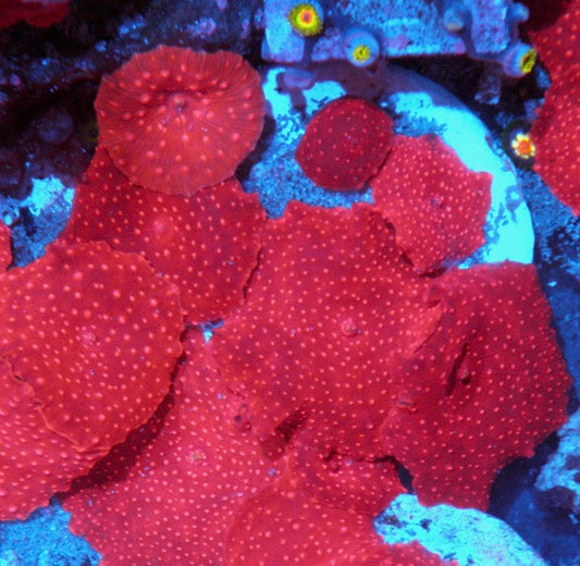 Strawberry Shortcake Mushroom - Reef Gardener