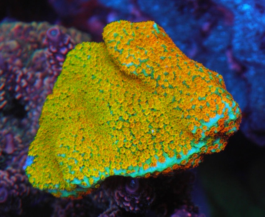 JF Aquaman Montipora Coral 2