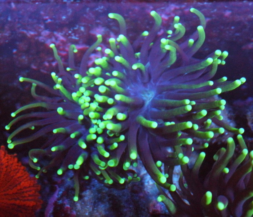 Firefly Neon Green Torch Coral LPS Euphyllia Coral Reef Aquarium