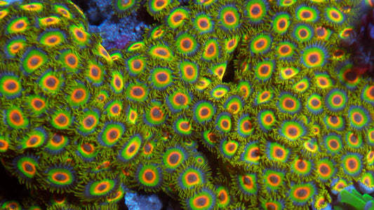 Neon Rastafarian Zoanthids Reef Aquarium Beginner Saltwater