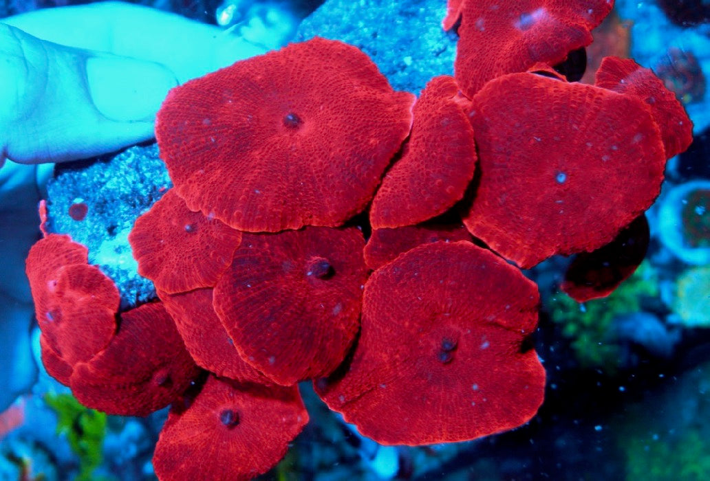 Nuclear Red Discosoma Mushrooms Aquarium Softy Beginner