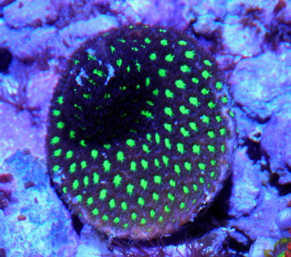 Mint Chocolate Leptastrea Coral