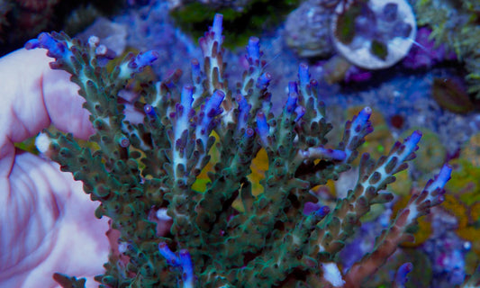Larry Jackson Tricolor Acropora Beginner SPS Coral Reef