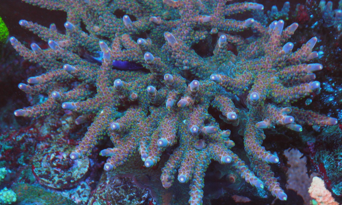 TGC Northern Crush Acropora - Reef Gardener
