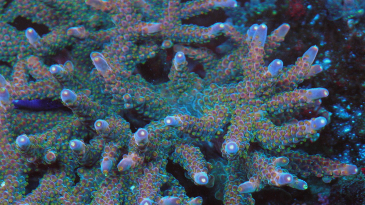 TGC Northern Crush Acropora - Reef Gardener
