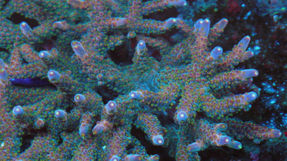TGC Northern Crush Acropora - Reef Gardener