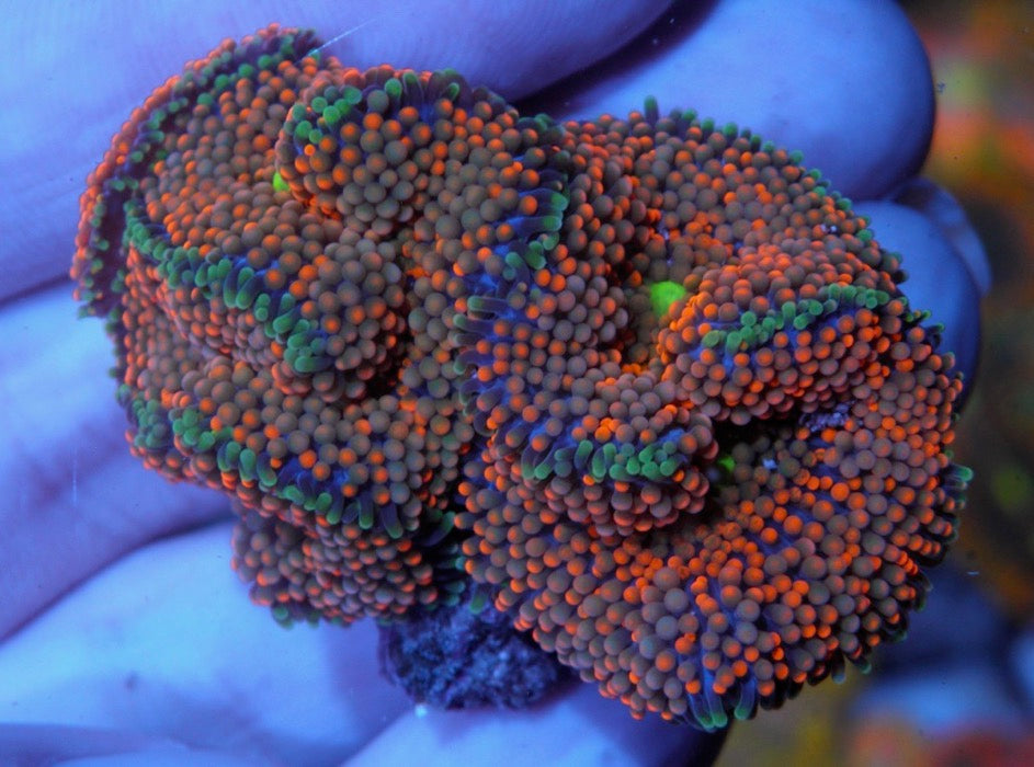 Papaya Sparkler Ricordea Coral