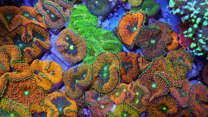 Sunshine and Peachy Ricordea Coral Reef Aquarium