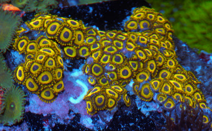 Yellow LA Laker Zoanthids - Reef Gardener