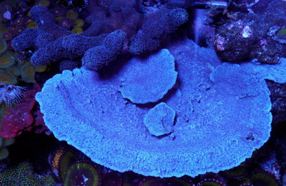Blue Layercake Sponge Photosynthetic