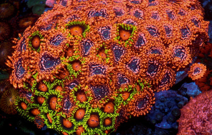 Neon Utter Chaos Zoanthids Coral Reef Aquarium