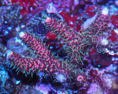 Raspberry Fuzzy Acropora Millepora coral