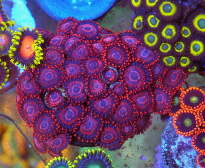Red Twizzlers Zoanthids Coral Beginner Reef Tank