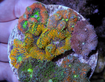 Rainbow Ricordea Garden Reef Aquarium 8 polyps