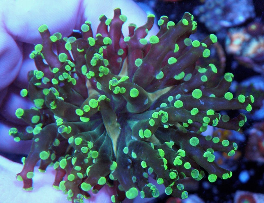 Big Space Invader Frogspawn LPS Coral Reef Aquarium