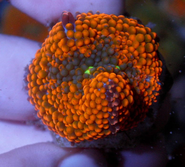 Orange Violet ricordea Coral Reef