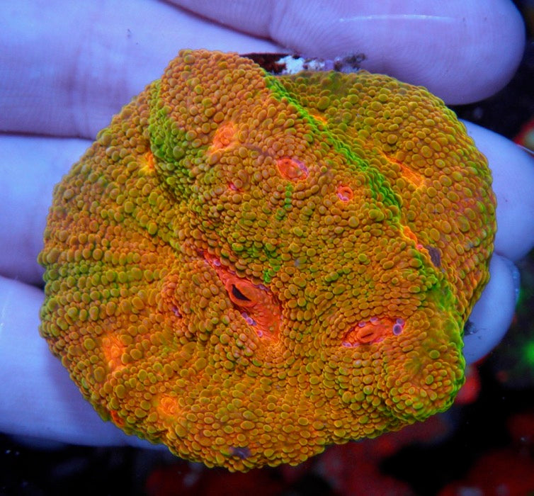 3G Mummy Eye Chalice Reef Aquarium Tank - Reef Gardener