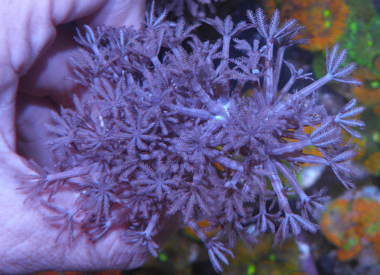 Big Pompom Xenia Coral Reef Aquarium