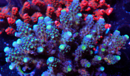 Reef Gardener Midnight Rainbow Acropora humilis 2