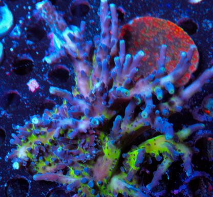 Blue Miyagi Acropora Tortuosa Coral SPS