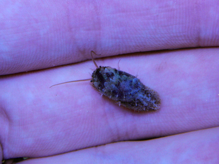 Stomatella Varia Snails - Reef Gardener