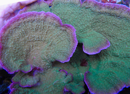 Red Orange and Leng Sy Green with Purple Rim Montipora