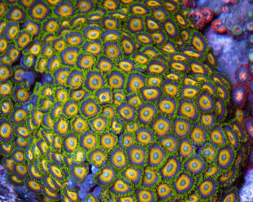 Scrambled Egg Zoanthids Coral