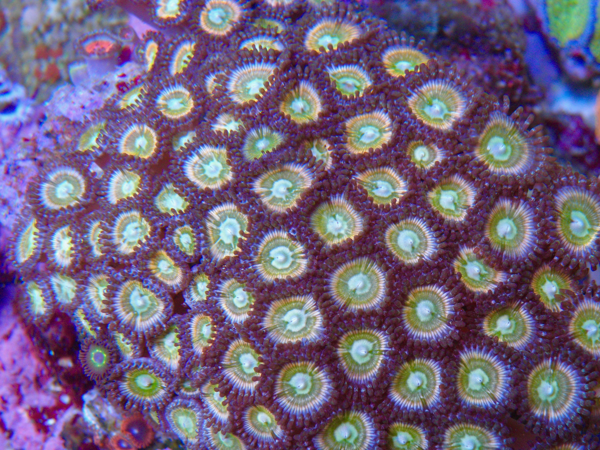 Raptor's Rainbow Zoanthids - Reef Gardener