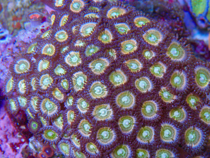 Raptor's Rainbow Zoanthids - Reef Gardener