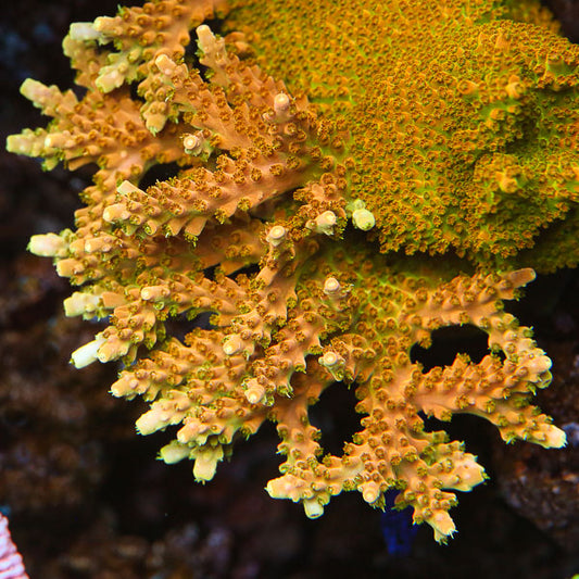 TGC Creamsicle Acropora - Reef Gardener