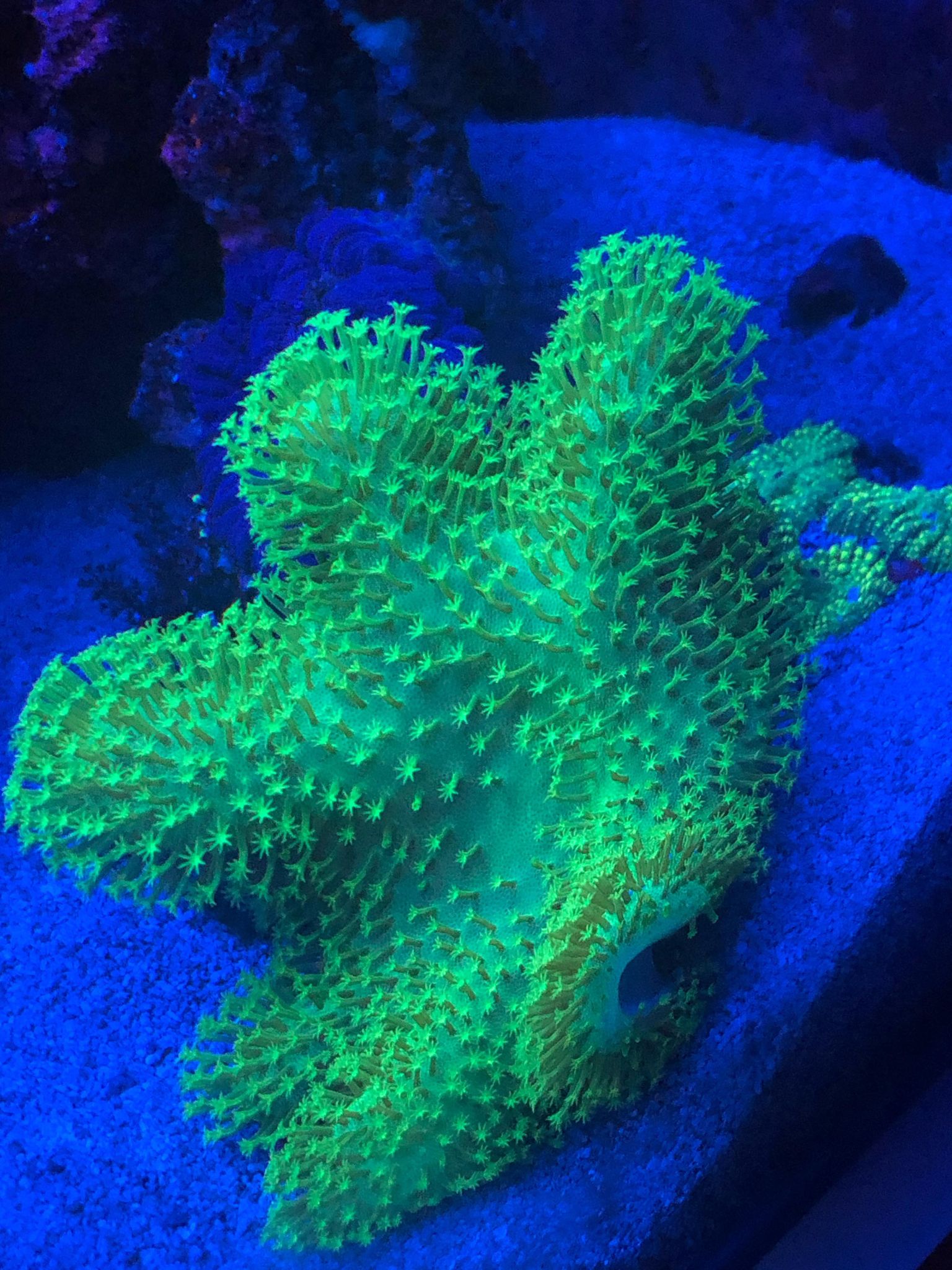 Lemon Lime Toadstool Sarcophyton Leather Coral 2 - Reef Gardener
