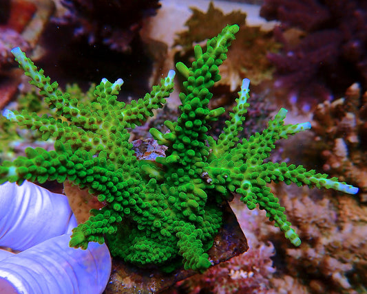 Lime in the Sky Acropora Stag Beginner